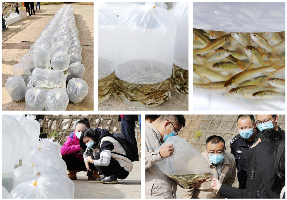 1635411953125609.jpg 魚(yú)苗拼圖1.jpg
